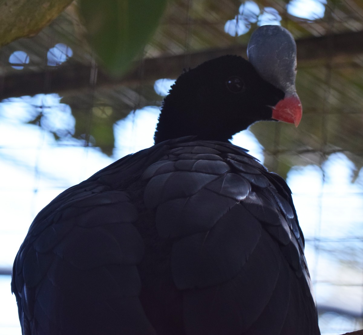 Helmeted Curassow - A Emmerson