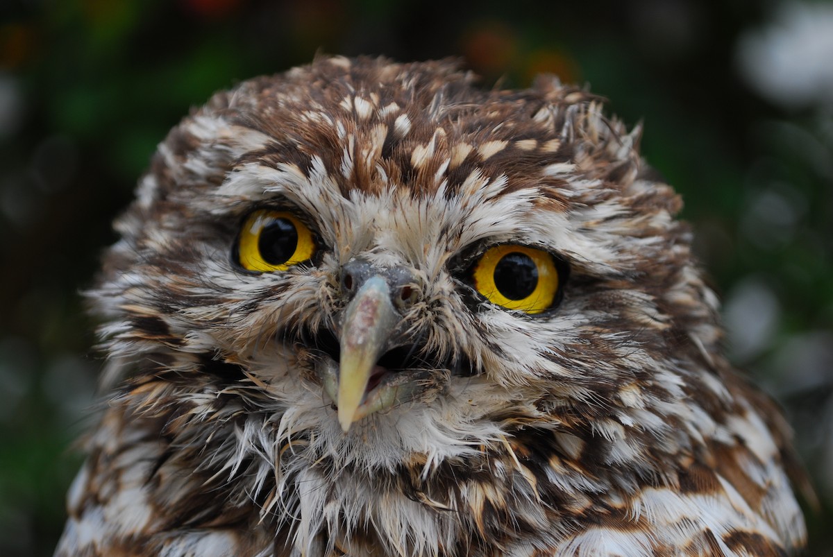 Burrowing Owl - Agustin Carrasco