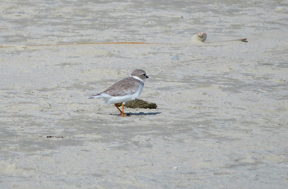 Piping Plover - ML71273051