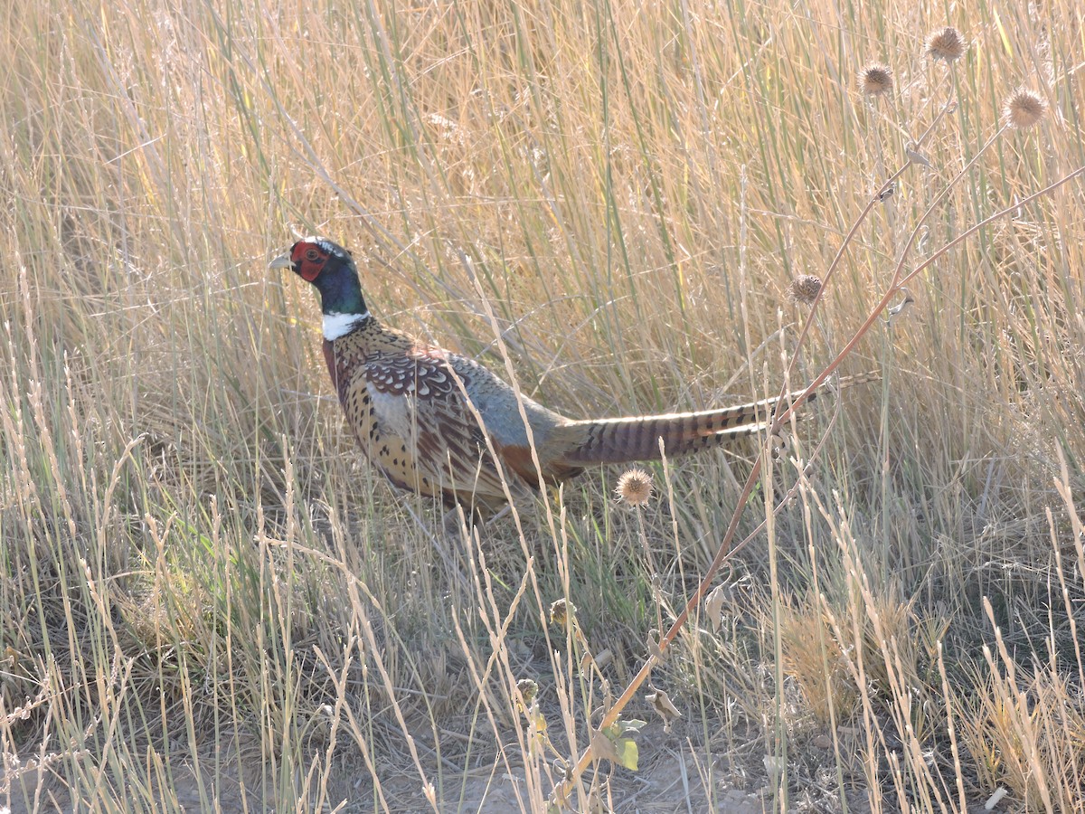 Ring-necked Pheasant - Taylor Abbott