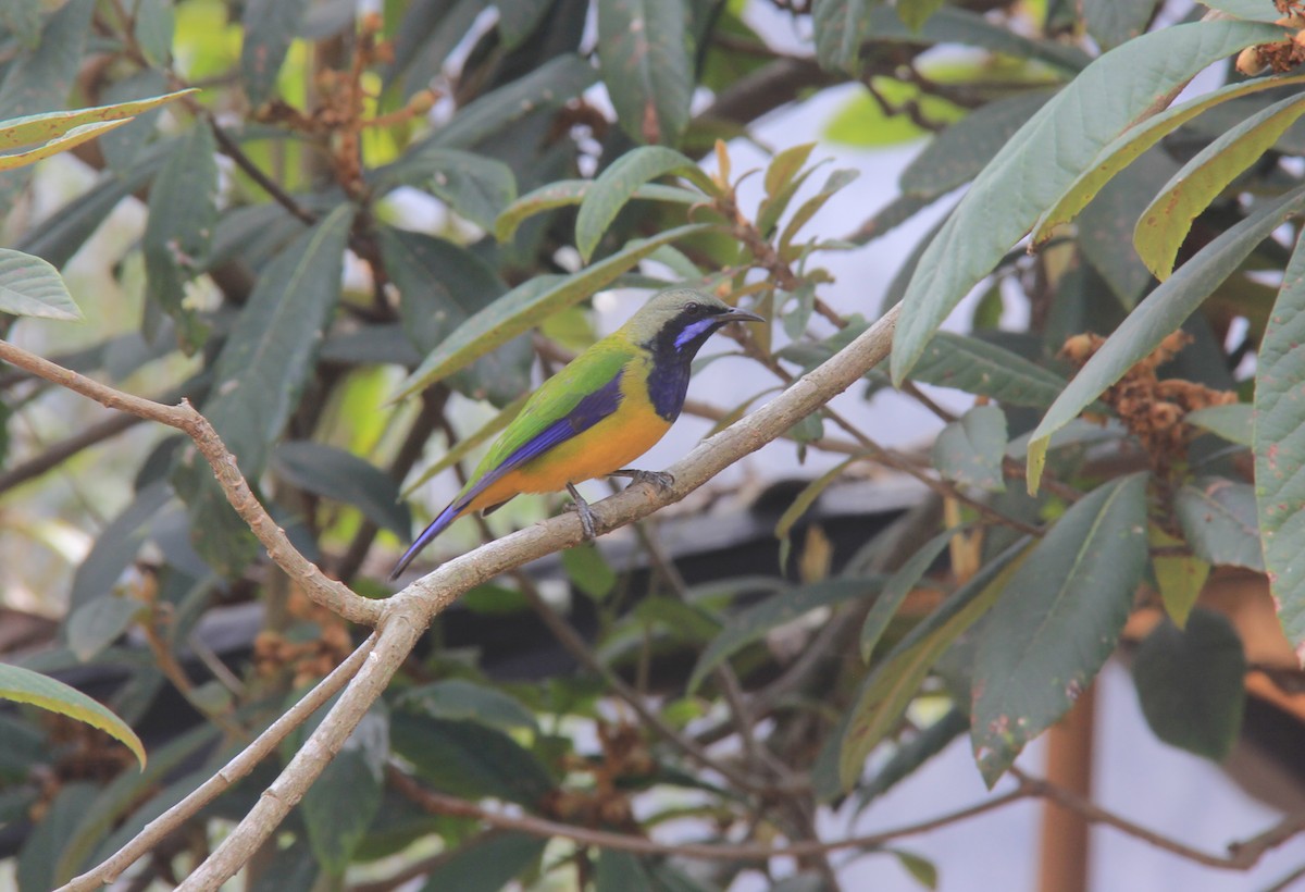Orange-bellied Leafbird (Grayish-crowned) - Marcos Wei