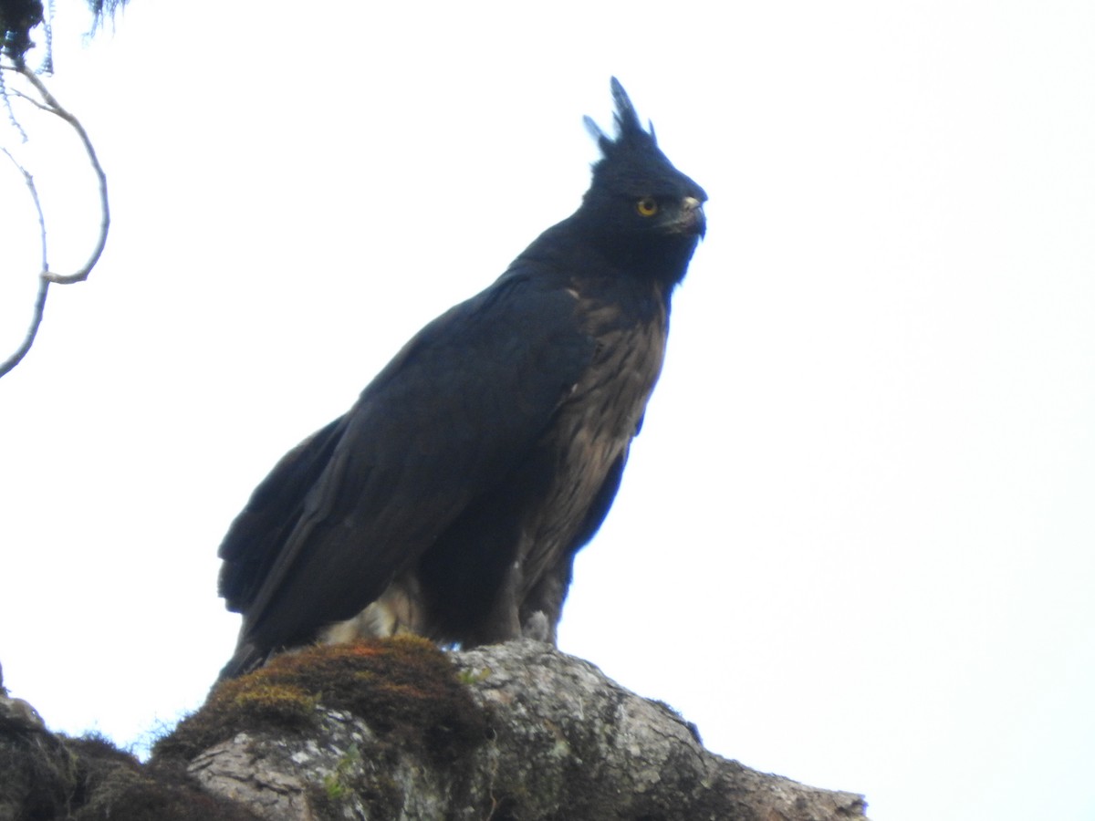 Black-and-chestnut Eagle - Agustin Carrasco
