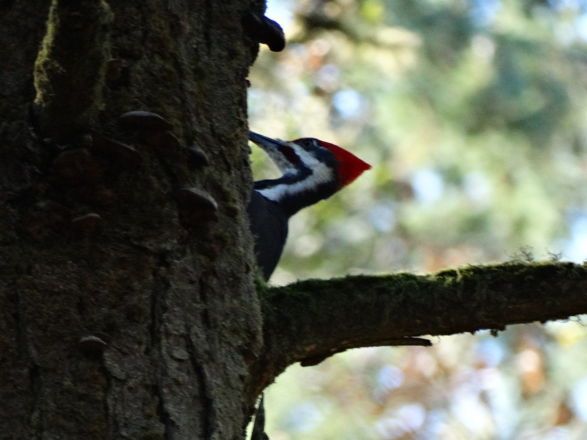 Pileated Woodpecker - ML71275341