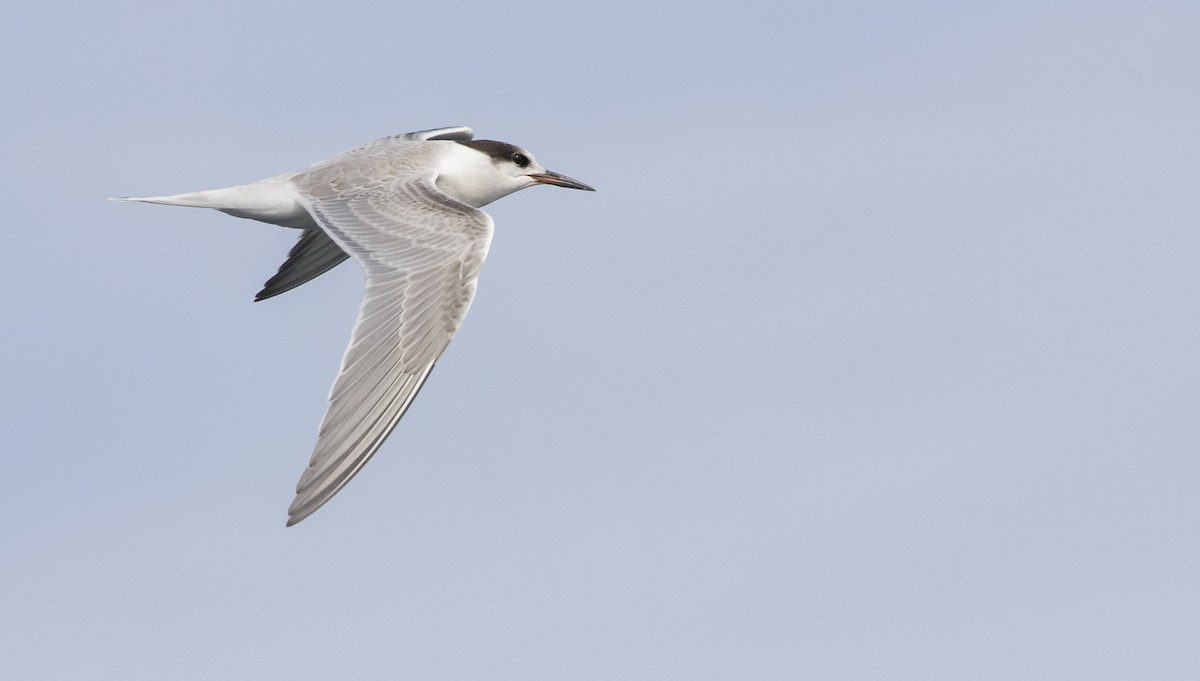 Common Tern - Caleb Putnam