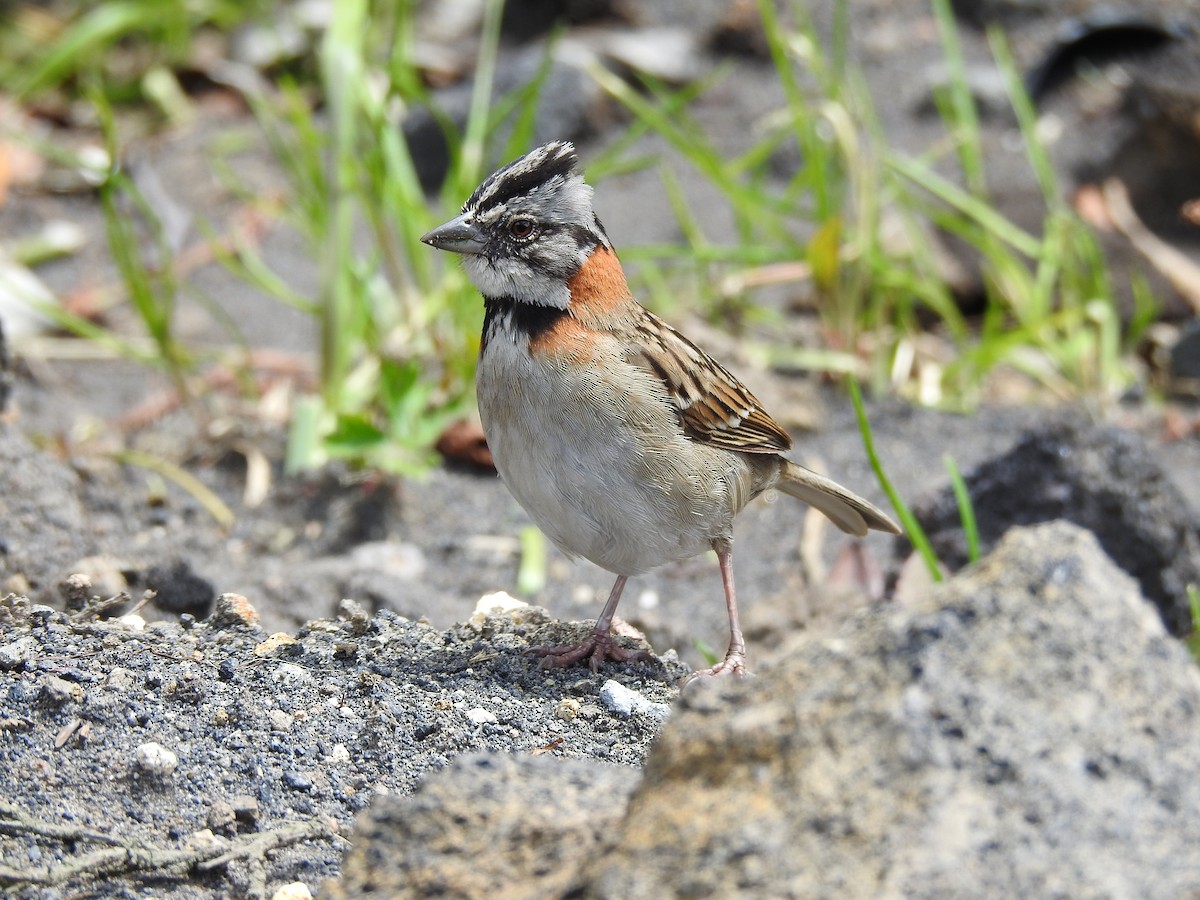 Rufous-collared Sparrow - Mercedes Alpizar