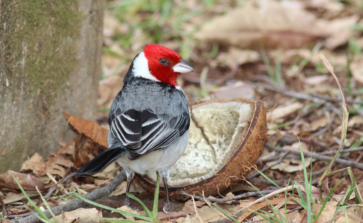 Red-cowled Cardinal - ML71277521
