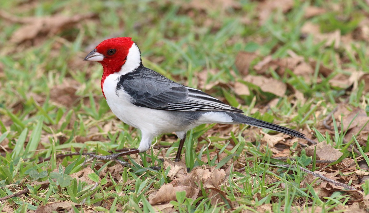 Red-cowled Cardinal - Rick Folkening
