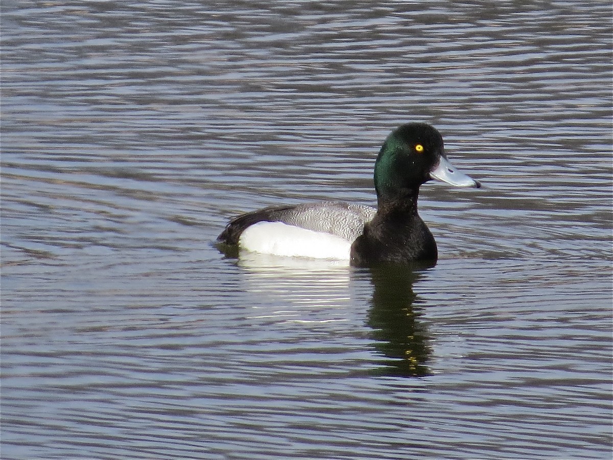 Greater Scaup - ML71277871