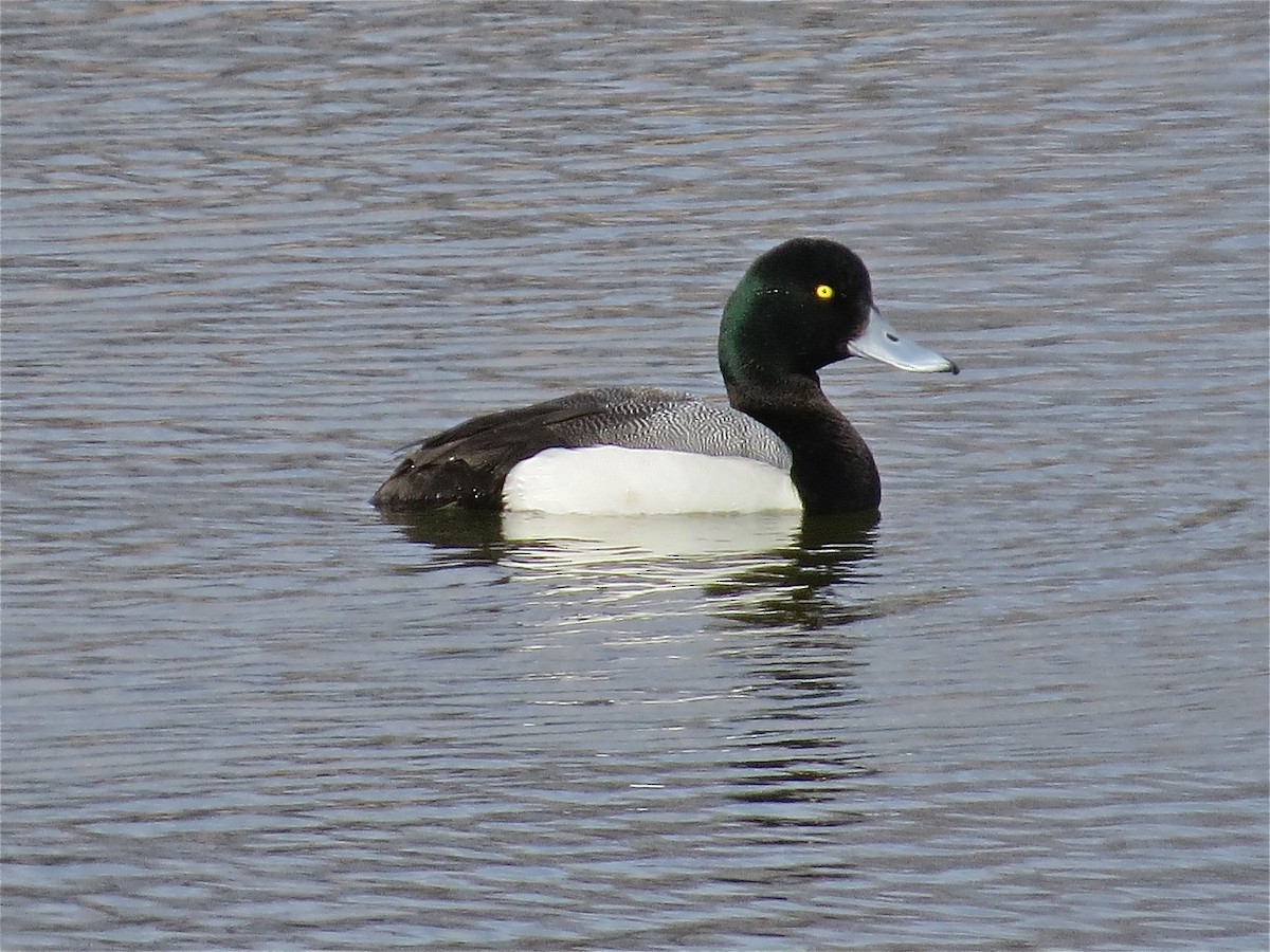 Greater Scaup - ML71277881