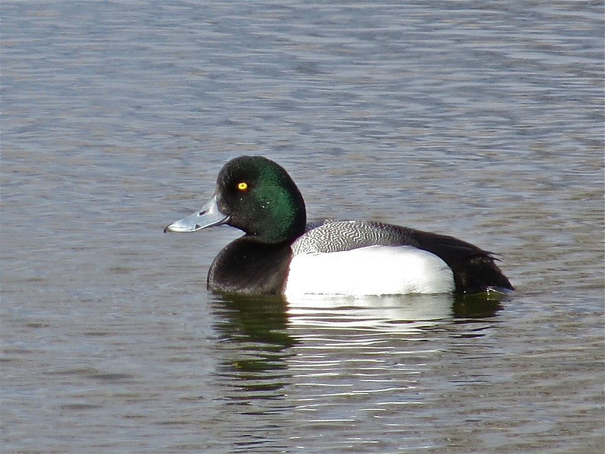 Greater Scaup - ML71277901