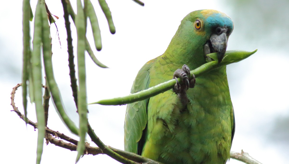 Turquoise-fronted Parrot - ML71278161