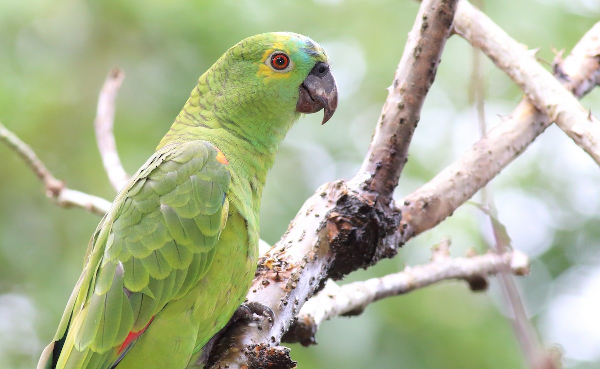 Turquoise-fronted Parrot - Rick Folkening
