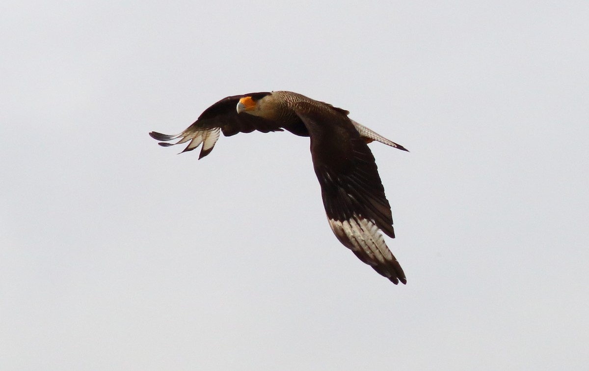 Crested Caracara (Southern) - ML71278211