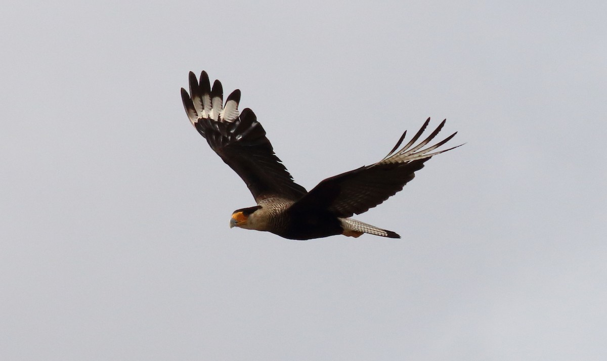Crested Caracara (Southern) - ML71278231