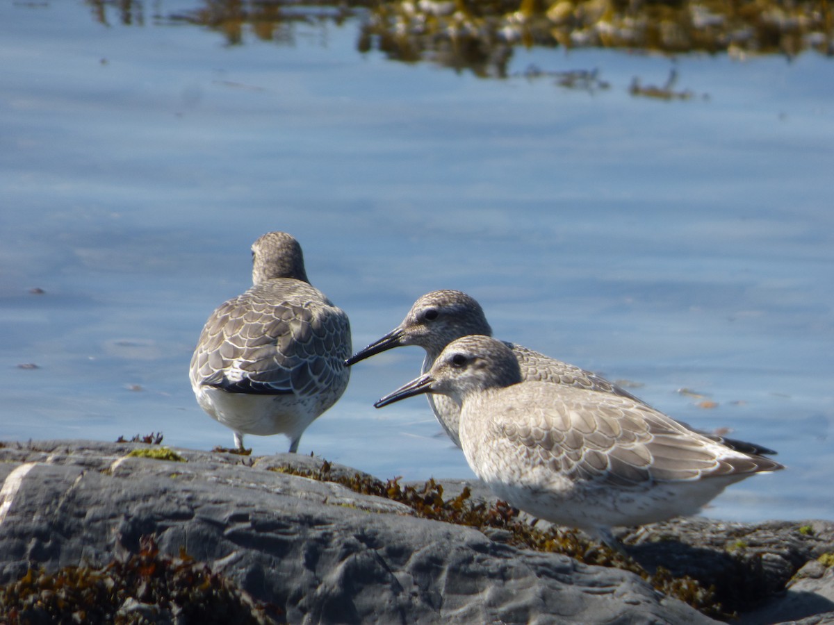 Red Knot - ML71278451
