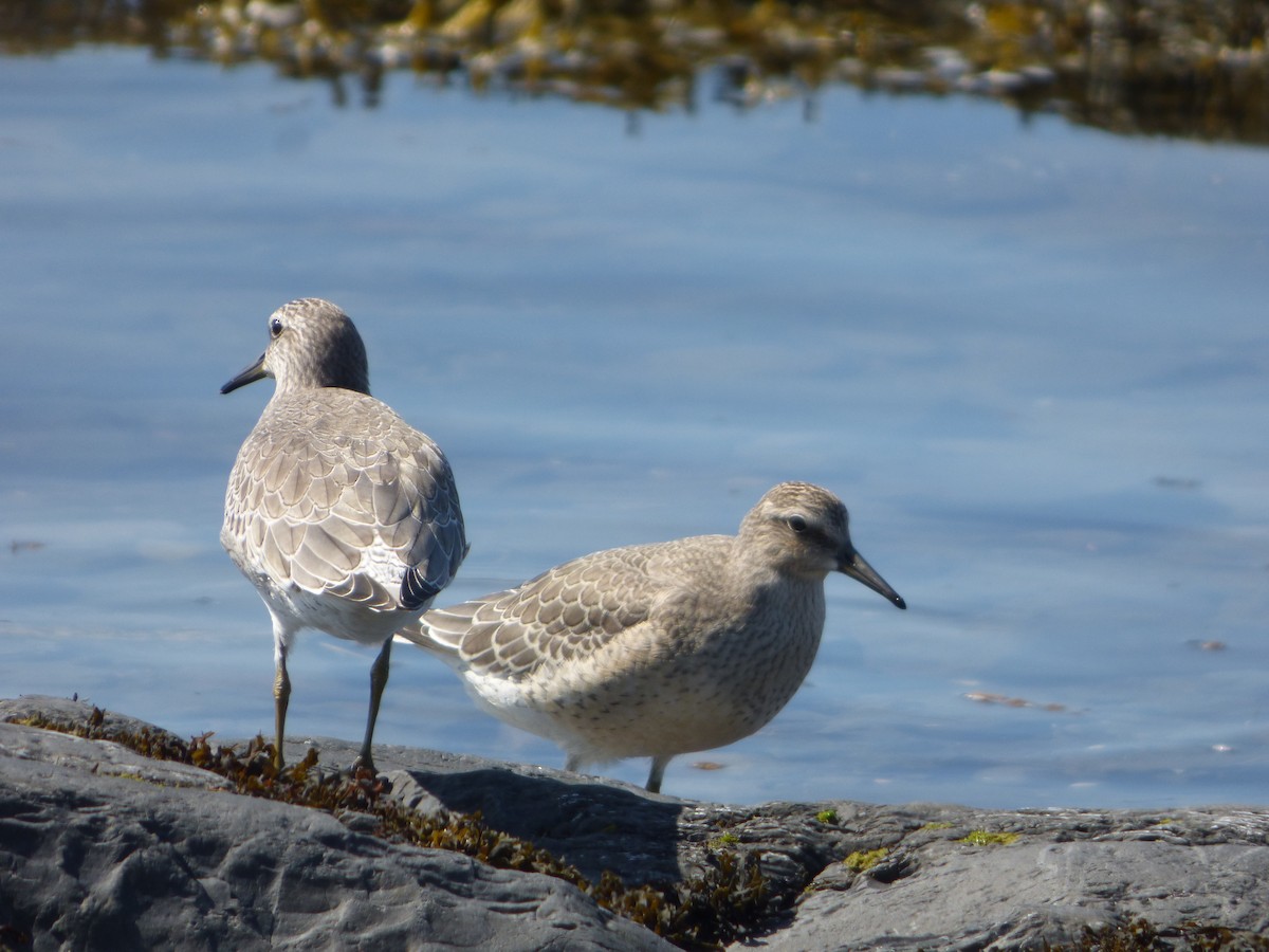 Red Knot - ML71278601