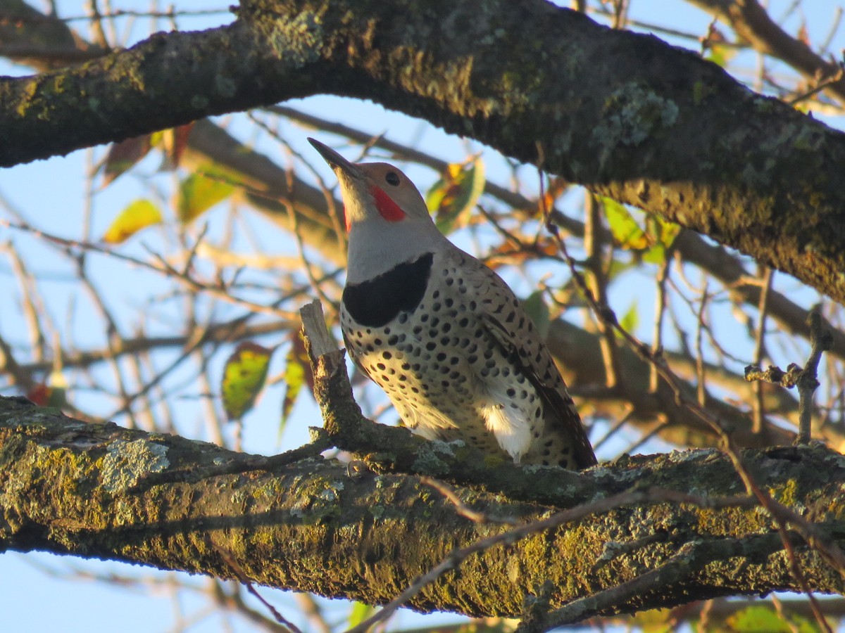 Northern Flicker (Red-shafted) - ML71279391