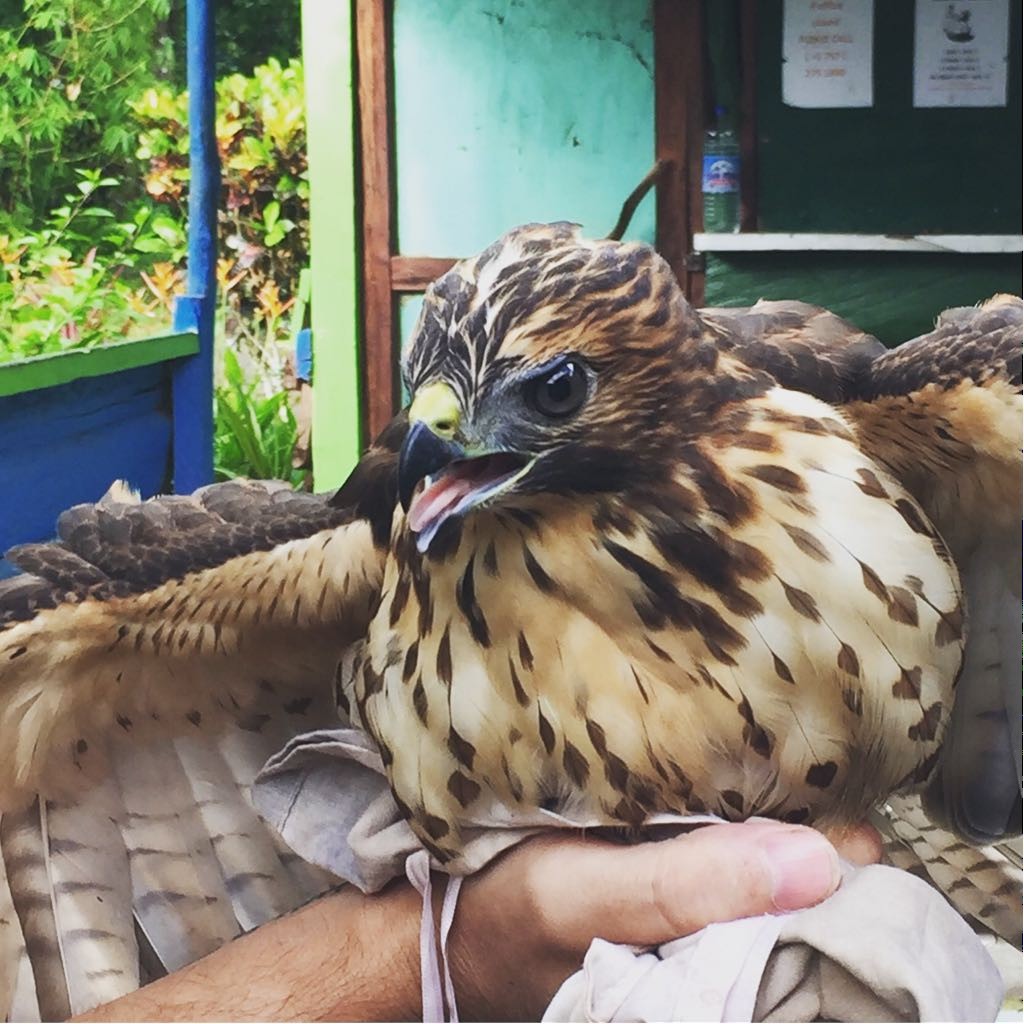 Broad-winged Hawk (Caribbean) - Tom Martin