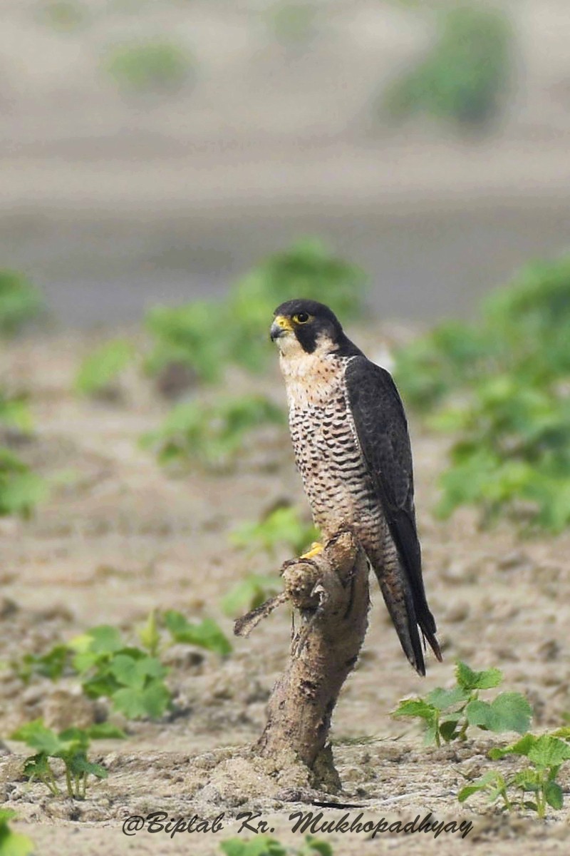 Peregrine Falcon - Biplab kumar Mukhopadhyay