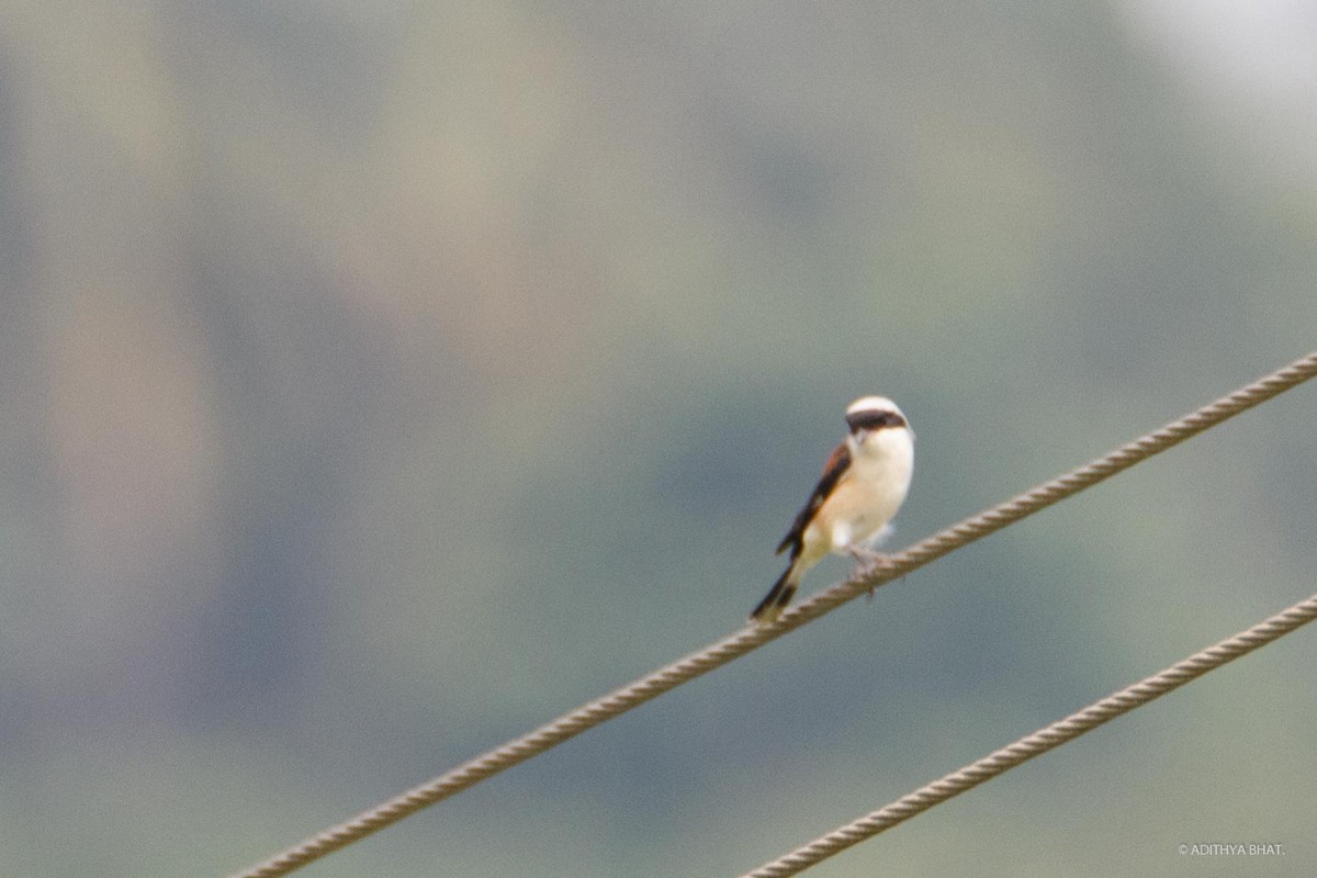 Bay-backed Shrike - Adithya Bhat