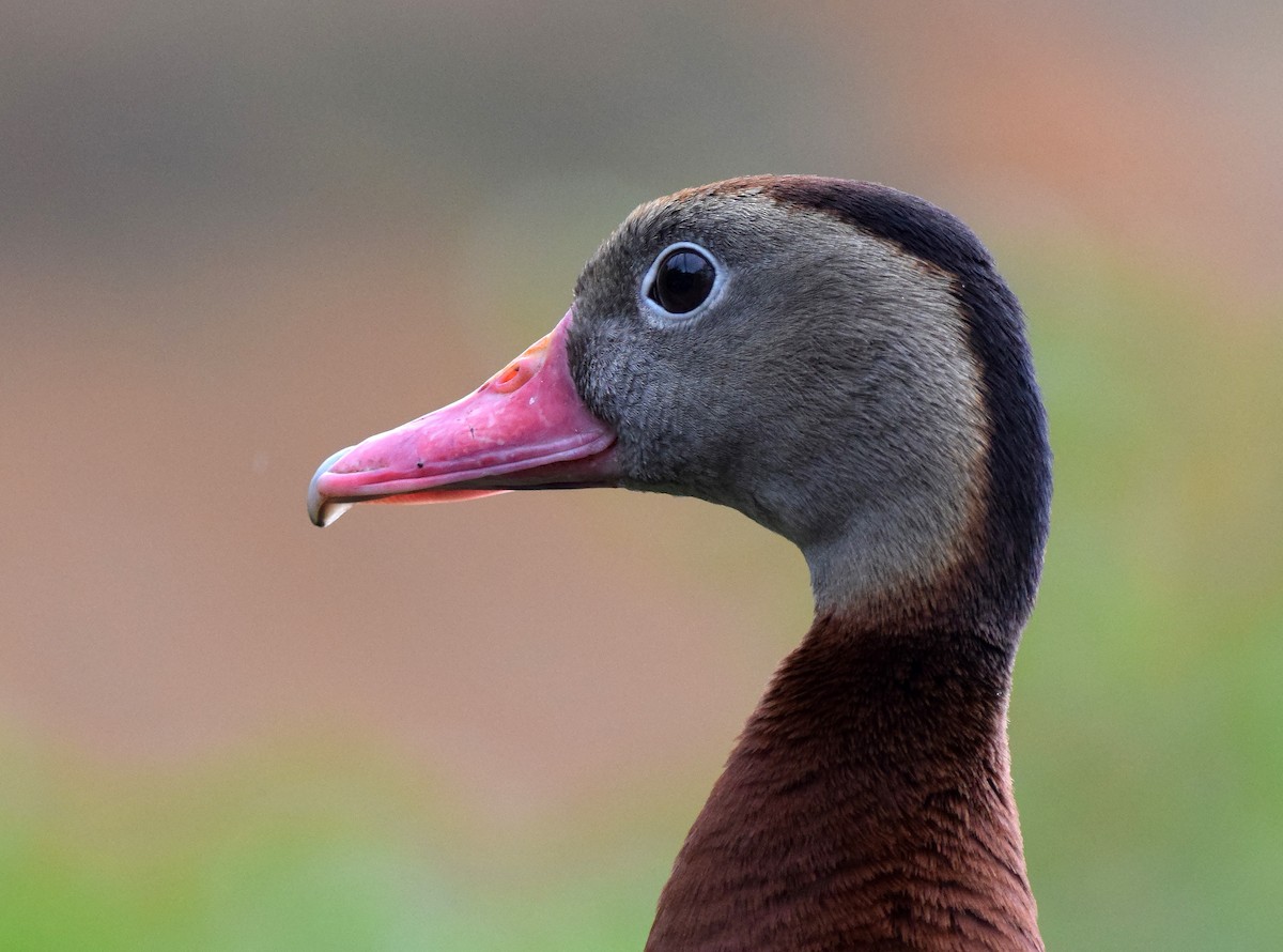 Black-bellied Whistling-Duck (fulgens) - A Emmerson