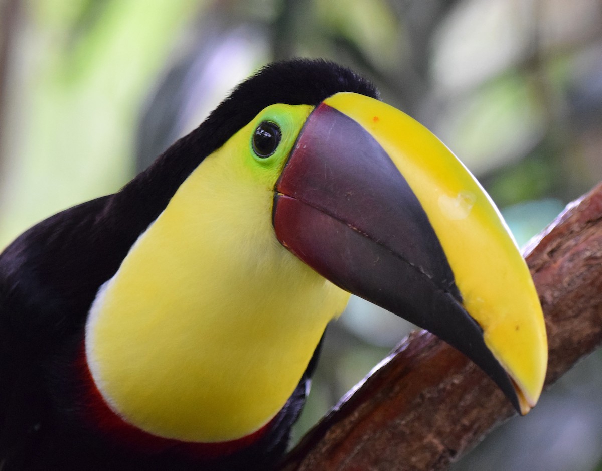 Yellow-throated Toucan (Chestnut-mandibled) - A Emmerson