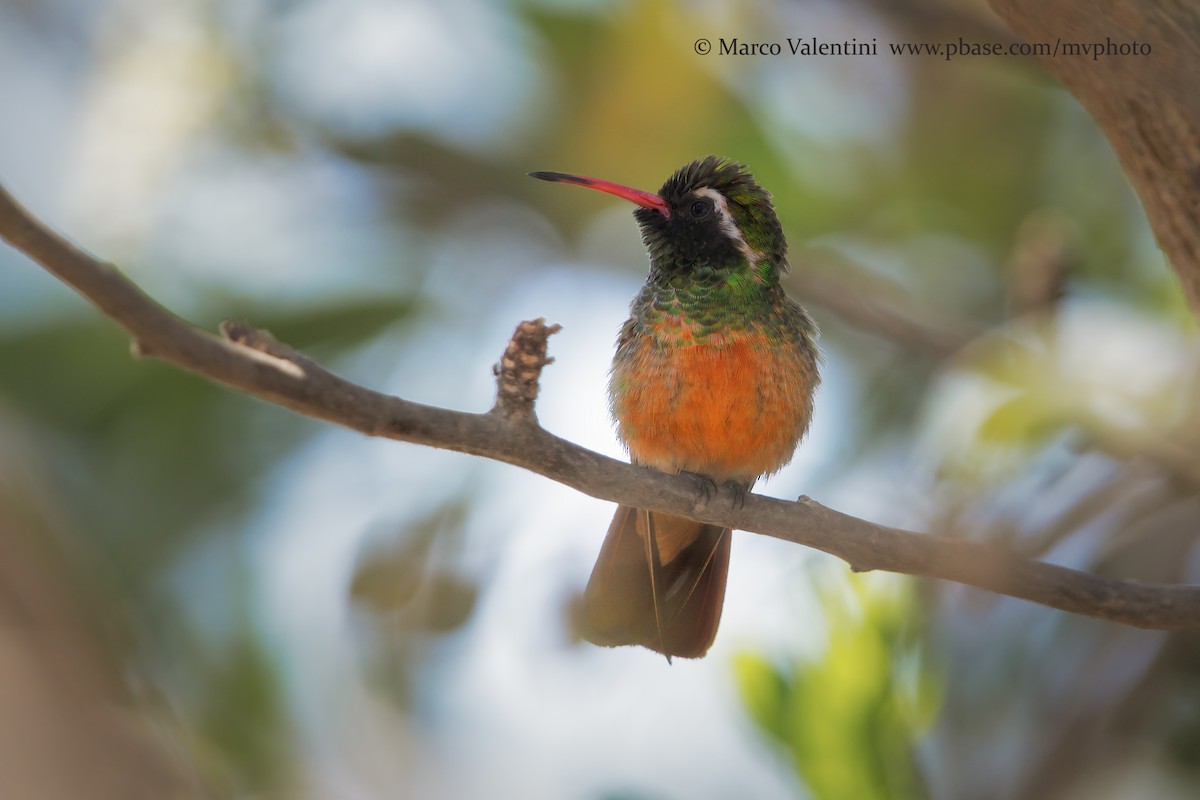 Xantus's Hummingbird - Marco Valentini