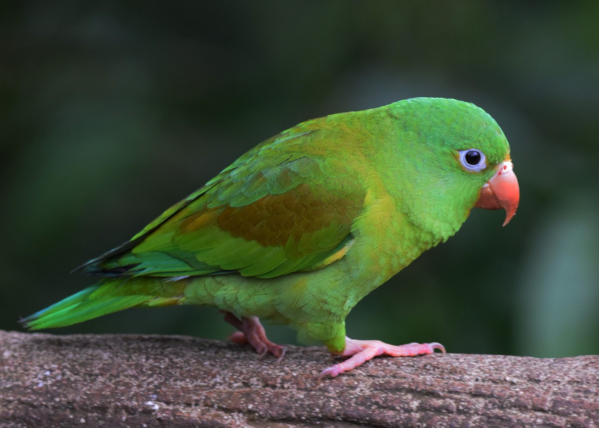 Orange-chinned Parakeet - A Emmerson