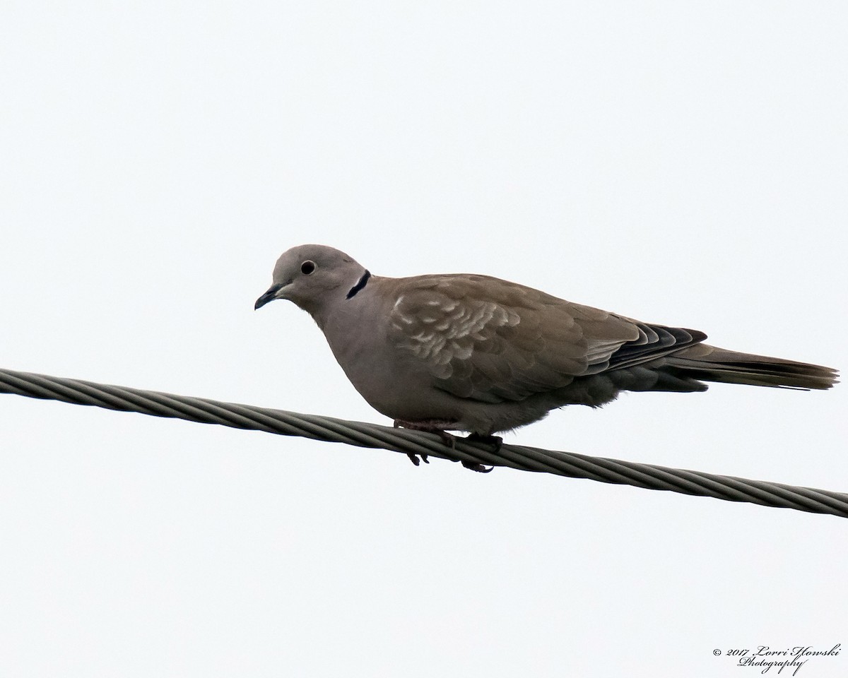 Eurasian Collared-Dove - Lorri Howski 🦋
