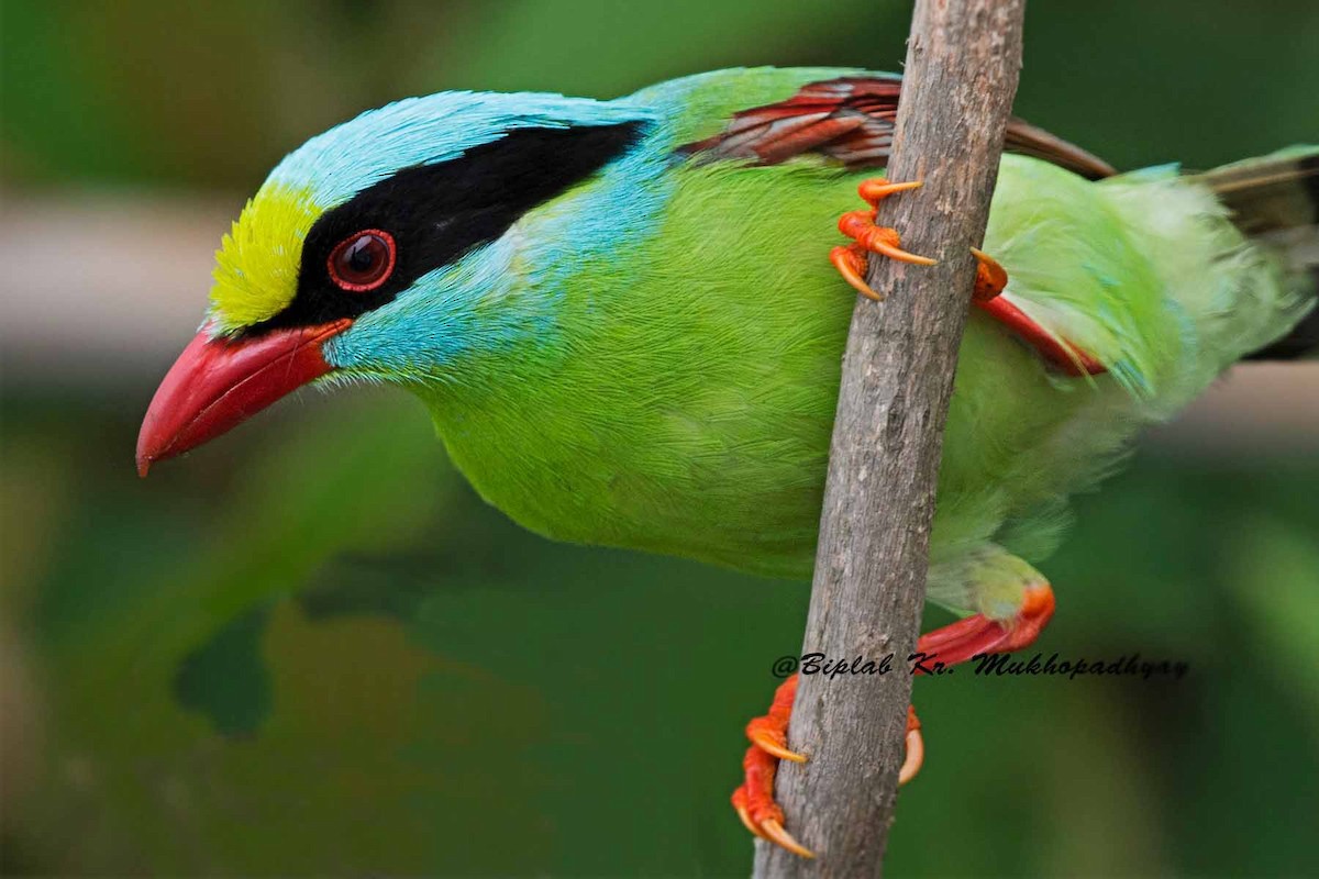 Common Green-Magpie - Biplab kumar Mukhopadhyay