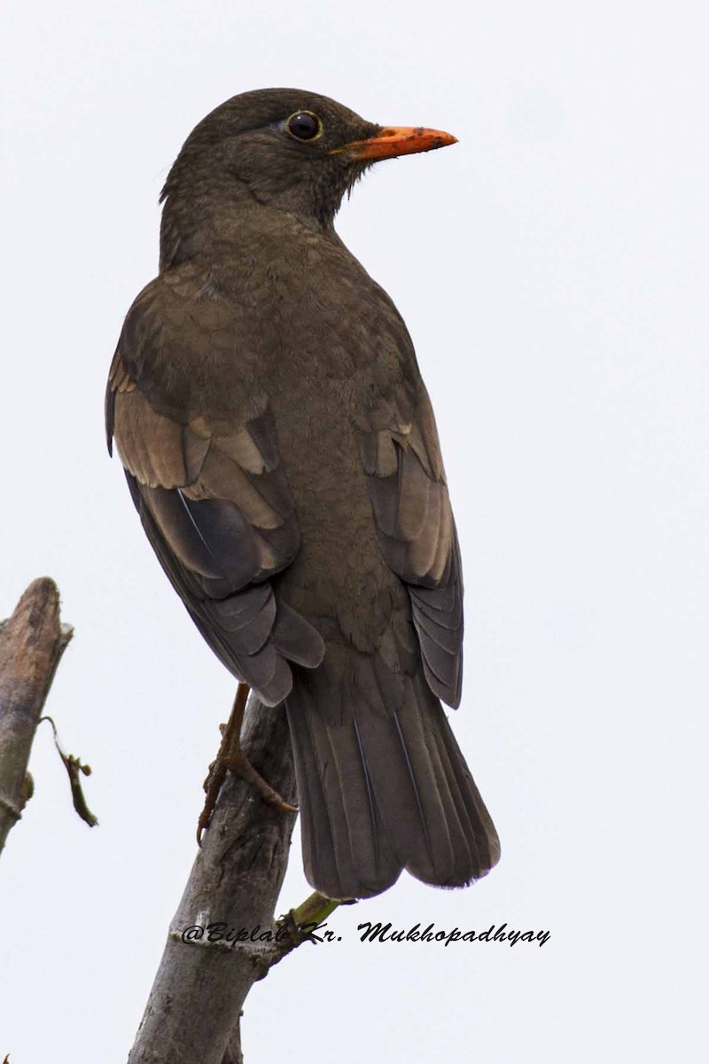 Gray-winged Blackbird - Biplab kumar Mukhopadhyay