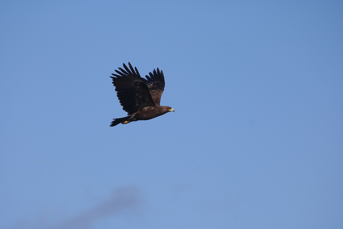 Greater Spotted Eagle - ML712850