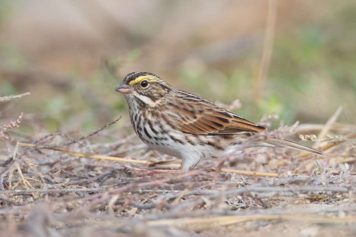Savannah Sparrow - ML71285001