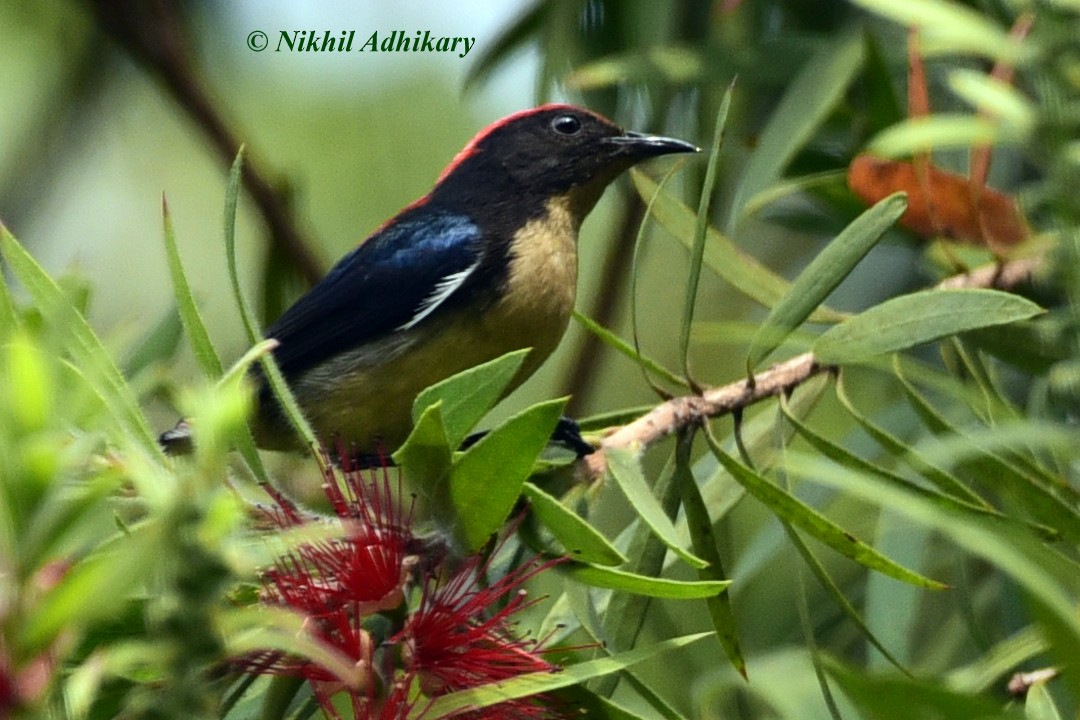 Scarlet-backed Flowerpecker - NIKHIL ADHIKARY
