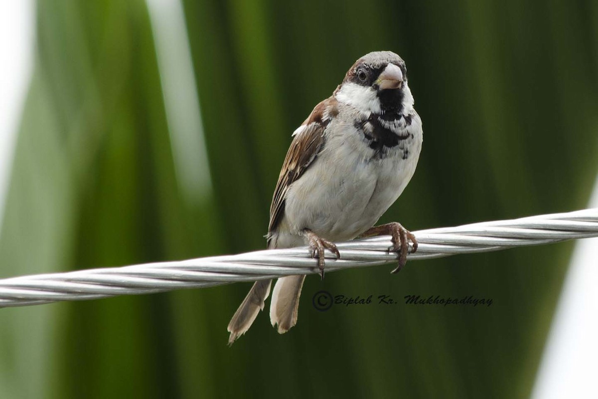 House Sparrow - Biplab kumar Mukhopadhyay