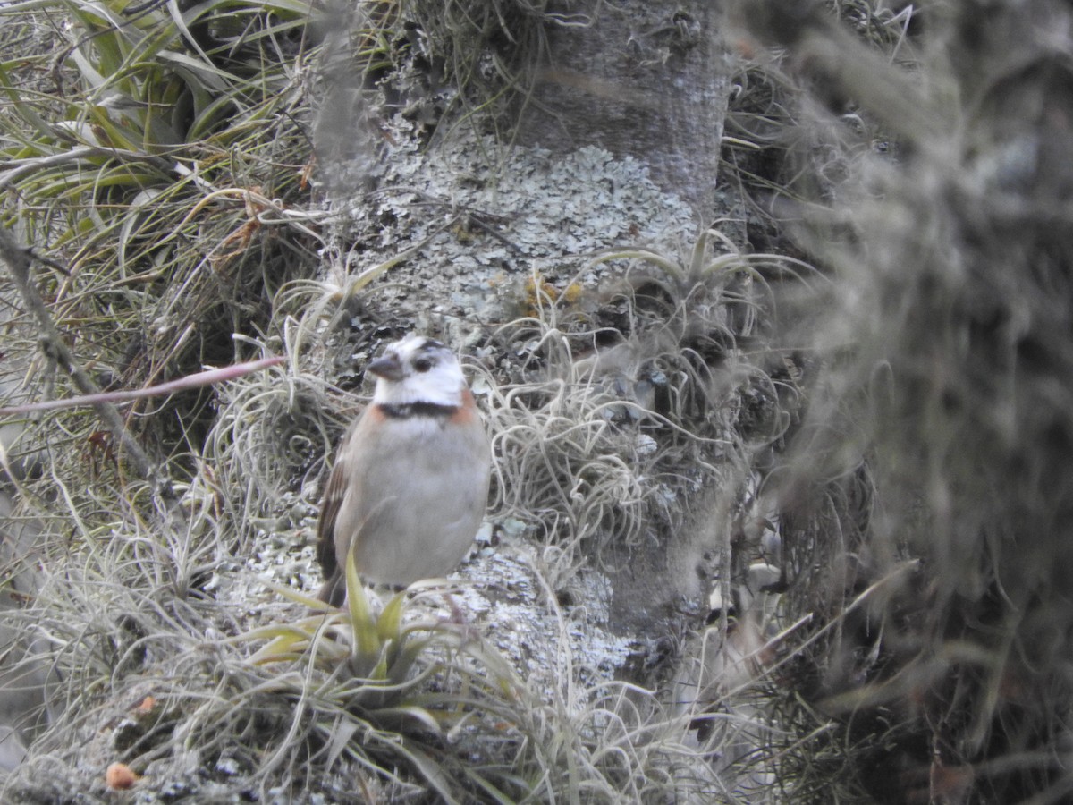 Rufous-collared Sparrow - ML712868