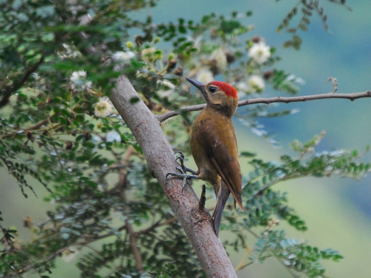Smoky-brown Woodpecker - Agustin Carrasco