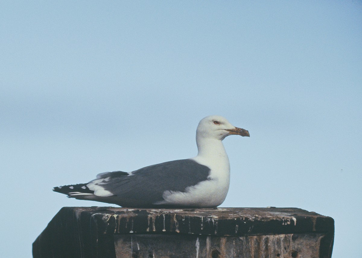 Lesser Black-backed Gull (graellsii) - gab zeke