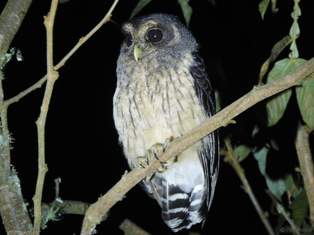 Mottled Owl (Mottled) - Paul Molina A