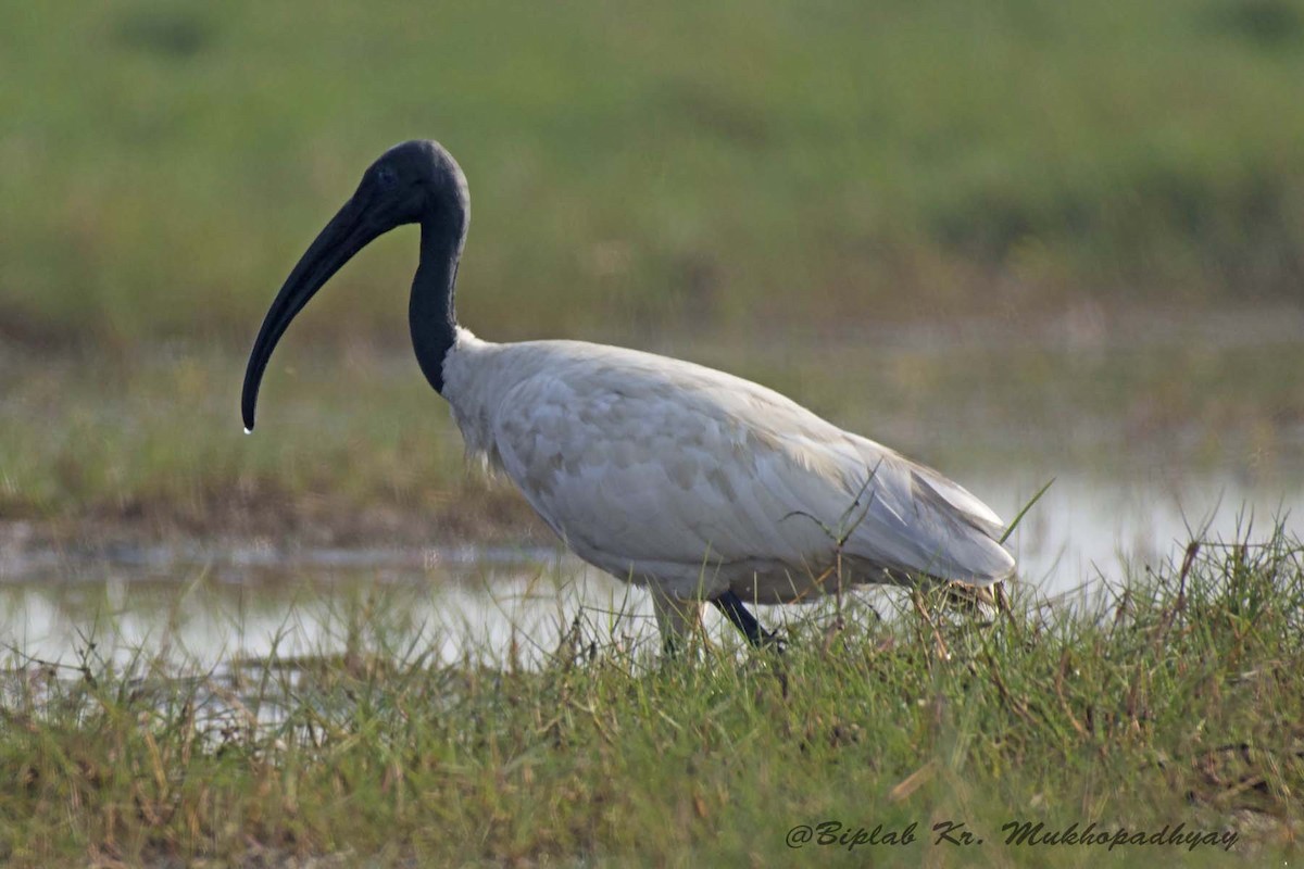 ibis černohlavý - ML712881