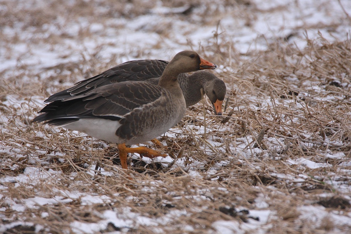 Greater White-fronted Goose - Bob Bidney