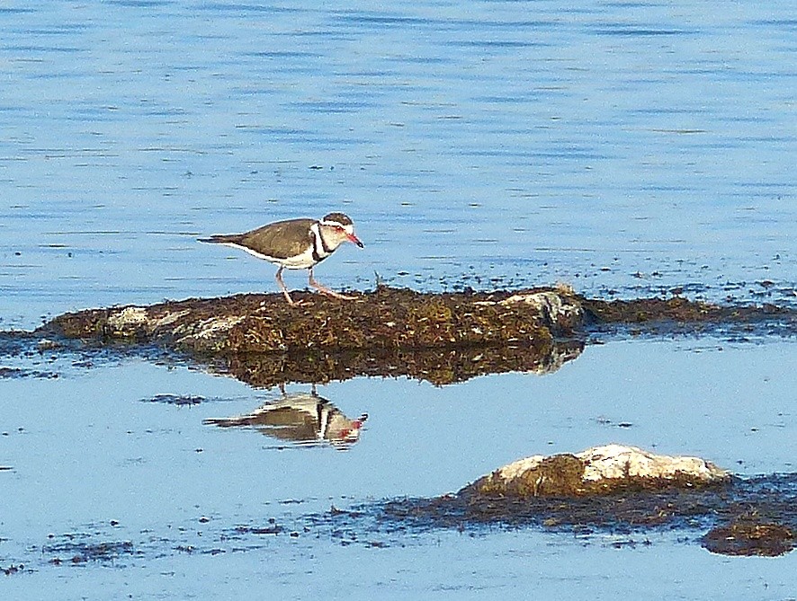 Three-banded Plover - Sharon Kennedy