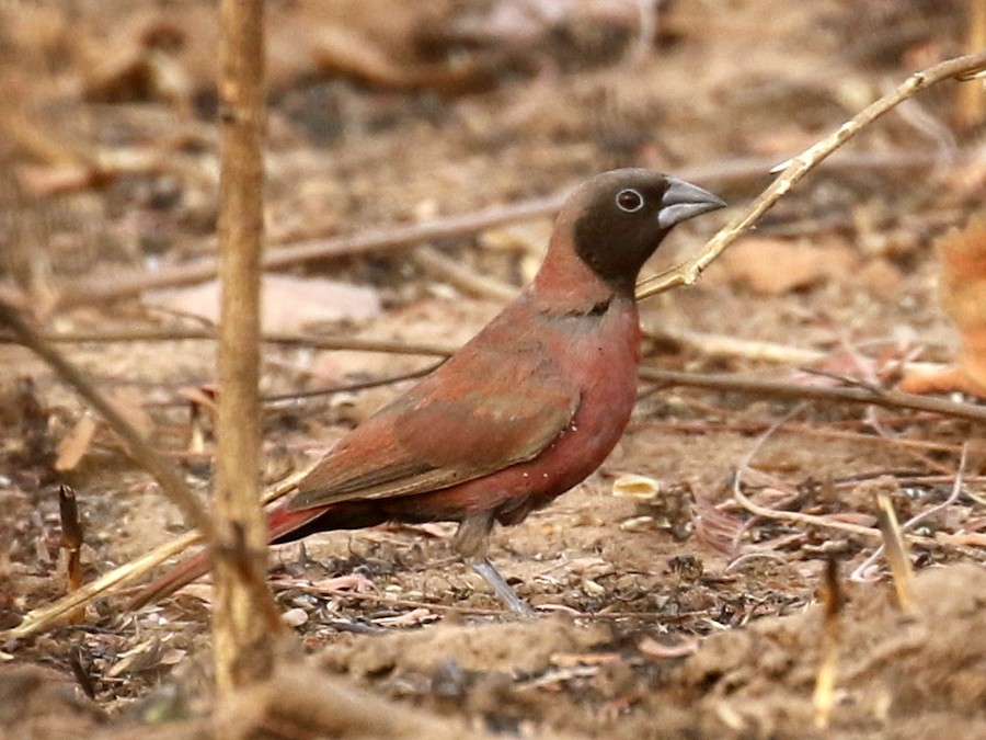 Amarante masqué (vinacea) - eBird