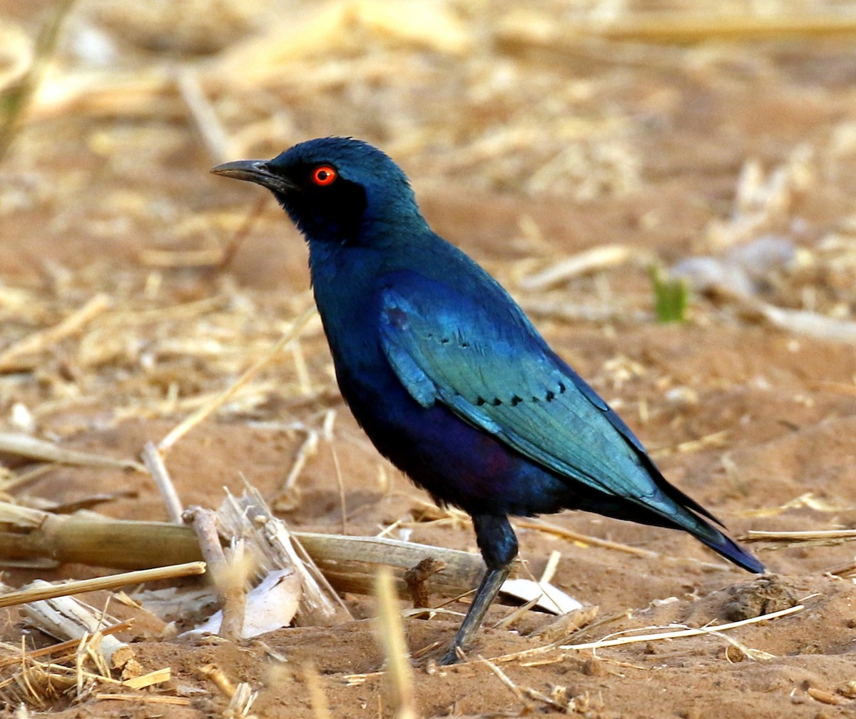 Bronze-tailed Starling - ML712900