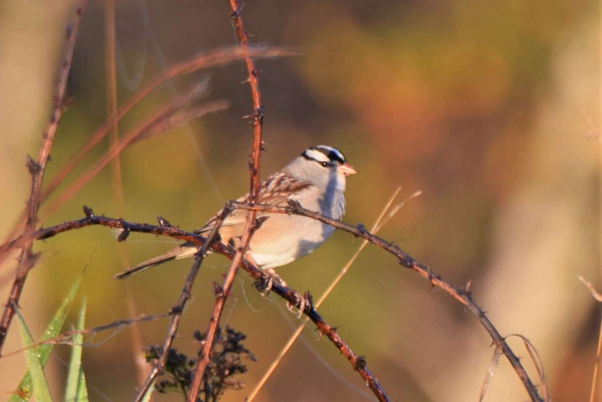 White-crowned Sparrow - Ken Milender