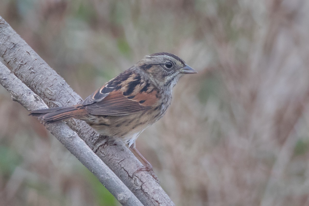 Swamp Sparrow - ML71291911