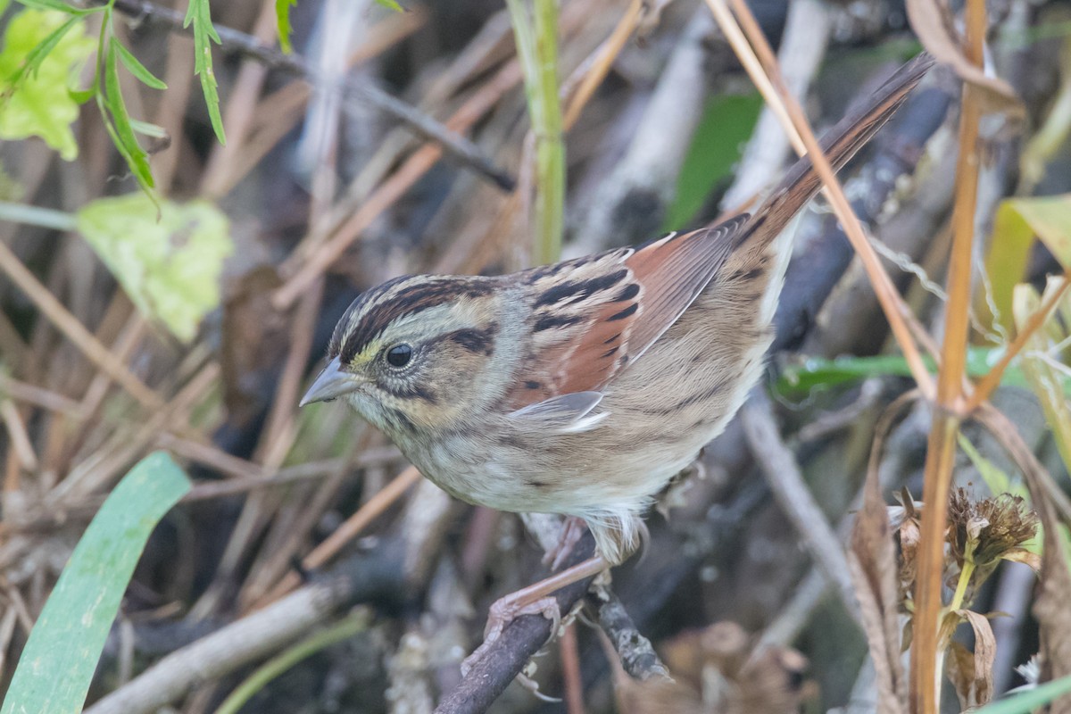Swamp Sparrow - ML71291921