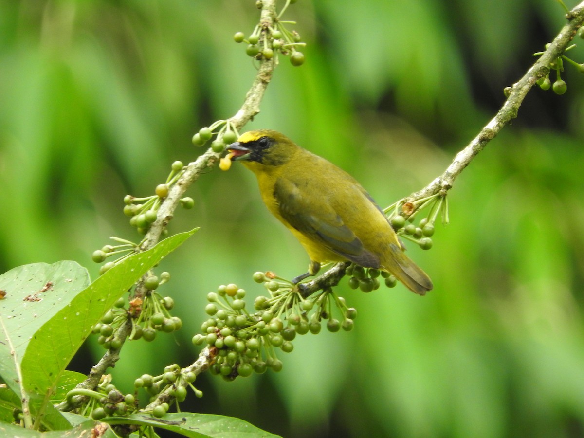 Thick-billed Euphonia (Thick-billed) - Agustin Carrasco