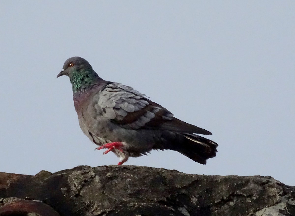 Rock Pigeon (Feral Pigeon) - Julio Acosta  ES Tour Guide