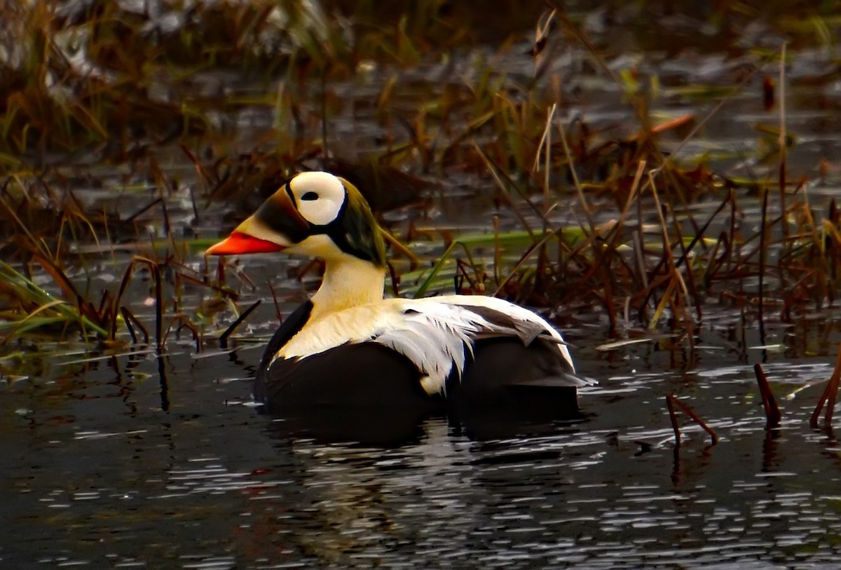 Spectacled Eider - Mike Ross